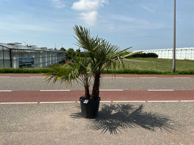 Palmboom dubbelstam (trachycarpus fortunei) - afbeelding 1 van  1