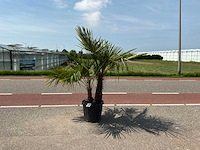 Palmboom dubbelstam (trachycarpus fortunei) - afbeelding 1 van  1