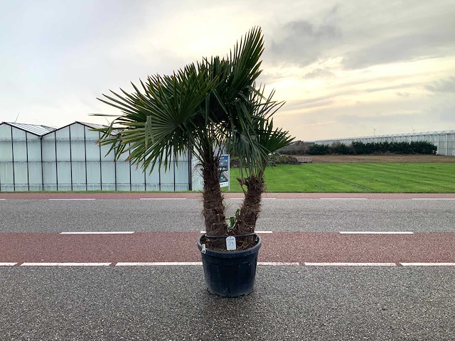 Palmboom dubbelstam (trachycarpus fortunei) - afbeelding 1 van  1
