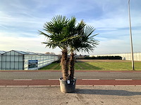 Palmboom dubbelstam (trachycarpus fortunei) - afbeelding 1 van  1