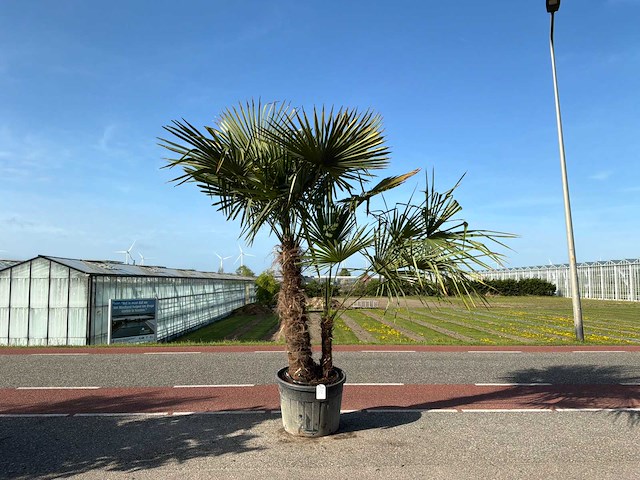 Palmboom dubbelstam (trachycarpus fortunei) - afbeelding 1 van  1