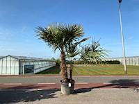 Palmboom dubbelstam (trachycarpus fortunei) - afbeelding 1 van  1