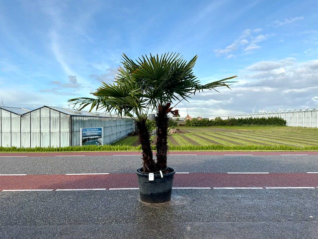 Palmboom dubbelstam (trachycarpus fortunei) - afbeelding 1 van  1