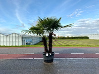 Palmboom dubbelstam (trachycarpus fortunei) - afbeelding 1 van  1