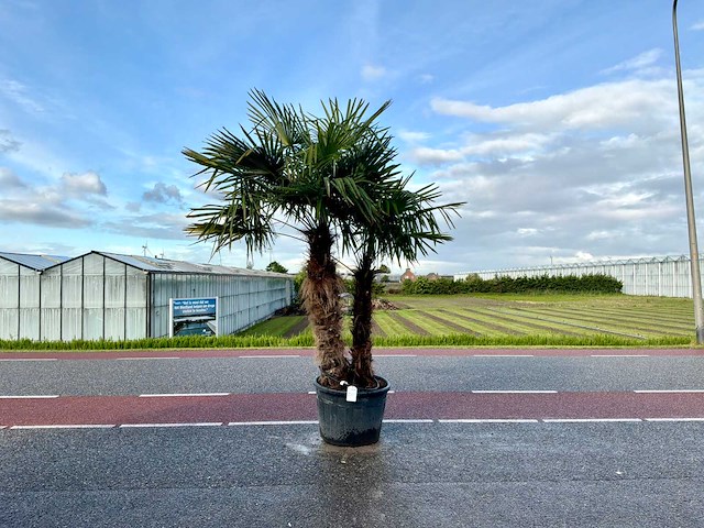 Palmboom dubbelstam (trachycarpus fortunei) - afbeelding 1 van  1