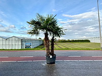 Palmboom dubbelstam (trachycarpus fortunei) - afbeelding 1 van  1
