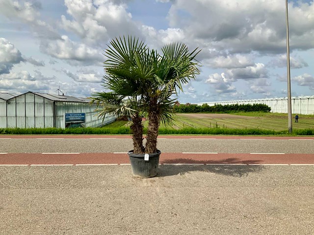 Palmboom dubbelstam (trachycarpus fortunei) - afbeelding 1 van  1