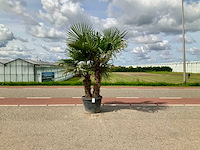 Palmboom dubbelstam (trachycarpus fortunei) - afbeelding 1 van  1