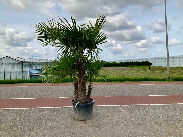 Palmboom dubbelstam (trachycarpus fortunei) - afbeelding 1 van  1