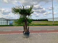 Palmboom dubbelstam (trachycarpus fortunei) - afbeelding 1 van  1