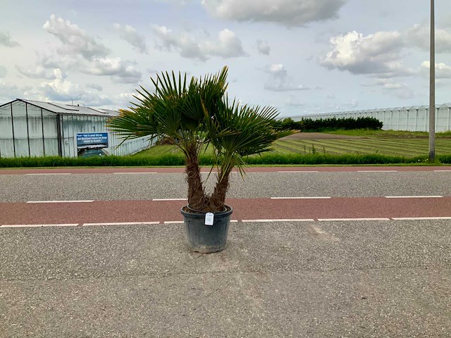 Palmboom dubbelstam (trachycarpus fortunei) - afbeelding 1 van  1
