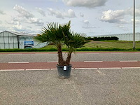 Palmboom dubbelstam (trachycarpus fortunei) - afbeelding 1 van  1