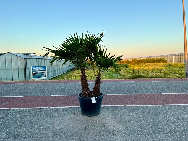Palmboom dubbelstam (trachycarpus fortunei) - afbeelding 1 van  1