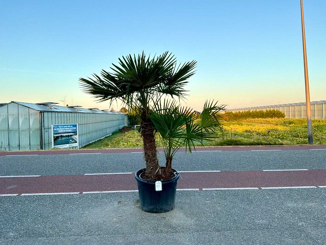 Palmboom dubbelstam (trachycarpus fortunei) - afbeelding 1 van  1