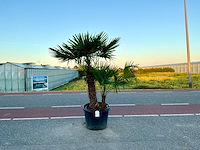 Palmboom dubbelstam (trachycarpus fortunei) - afbeelding 1 van  1