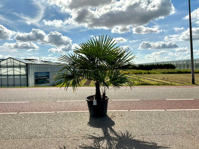 Palmboom dubbelstam (trachycarpus fortunei) - afbeelding 1 van  1