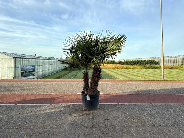 Palmboom dubbelstam (trachycarpus fortunei) - afbeelding 1 van  1