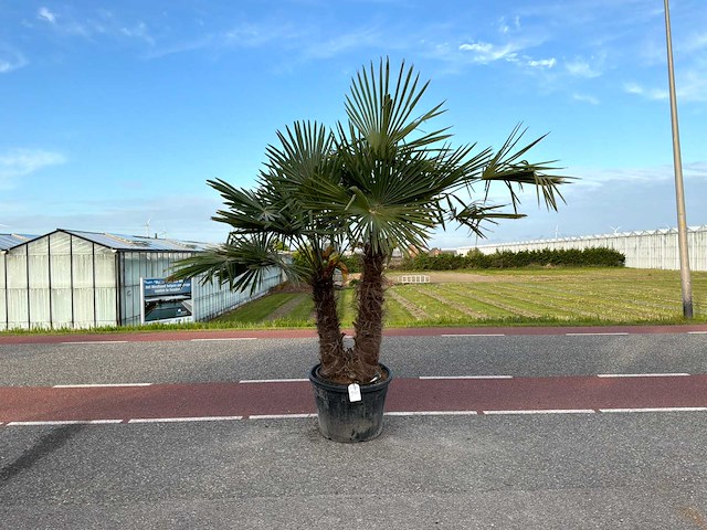 Palmboom dubbelstam (trachycarpus fortunei) - afbeelding 1 van  1