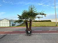 Palmboom dubbelstam (trachycarpus fortunei) - afbeelding 1 van  1