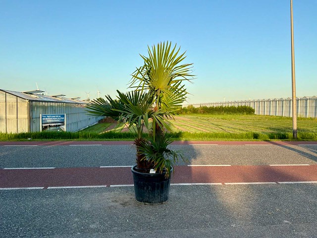 Palmboom dubbelstam (trachycarpus fortunei) - afbeelding 1 van  1