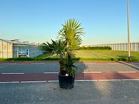 Palmboom dubbelstam (trachycarpus fortunei) - afbeelding 1 van  1