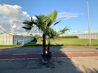 Palmboom dubbelstam (trachycarpus fortunei) - afbeelding 1 van  1