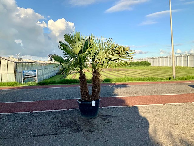 Palmboom dubbelstam (trachycarpus fortunei) - afbeelding 1 van  1