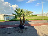 Palmboom dubbelstam (trachycarpus fortunei) - afbeelding 1 van  1