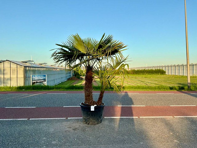 Palmboom dubbelstam (trachycarpus fortunei) - afbeelding 1 van  1