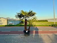 Palmboom dubbelstam (trachycarpus fortunei) - afbeelding 1 van  1