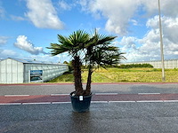 Palmboom dubbelstam (trachycarpus fortunei) - afbeelding 1 van  1