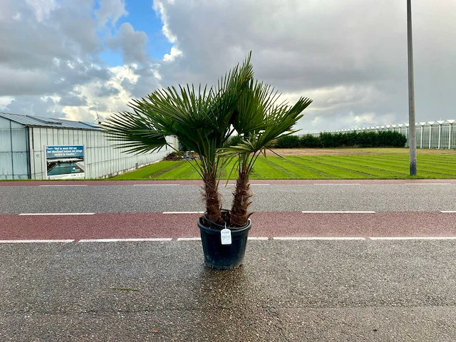 Palmboom dubbelstam (trachycarpus fortunei) - afbeelding 1 van  1