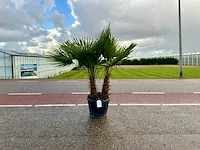 Palmboom dubbelstam (trachycarpus fortunei)