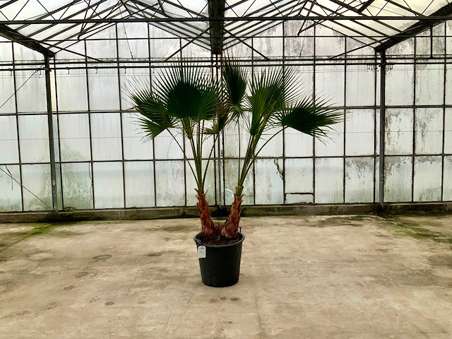 Palmboom dubbelstam (washingtonia robusta) - afbeelding 1 van  1