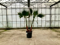 Palmboom dubbelstam (washingtonia robusta) - afbeelding 1 van  1