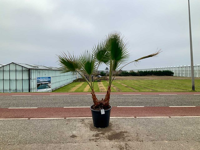 Palmboom dubbelstam (washingtonia robusta) - afbeelding 1 van  1