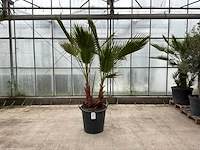 Palmboom dubbelstam (washingtonia robusta) - afbeelding 1 van  1