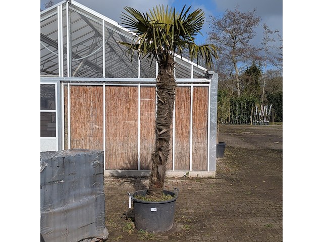 Palmboom in pot fagus sylvatica - afbeelding 1 van  6