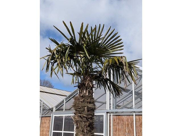 Palmboom in pot fagus sylvatica - afbeelding 2 van  6