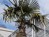 Palmboom in pot fagus sylvatica - afbeelding 2 van  6