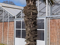 Palmboom in pot fagus sylvatica - afbeelding 3 van  6