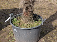 Palmboom in pot fagus sylvatica - afbeelding 4 van  6