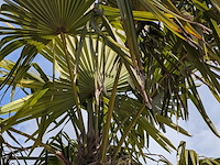 Palmboom in pot fagus sylvatica - afbeelding 5 van  6