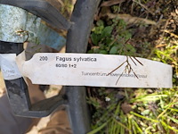 Palmboom in pot fagus sylvatica - afbeelding 6 van  6