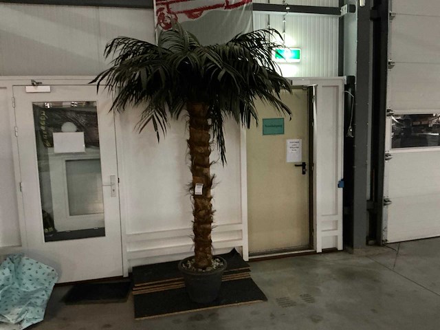 Palmboom in pot - afbeelding 1 van  2