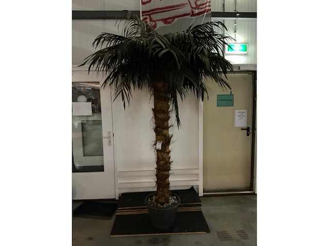 Palmboom in pot - afbeelding 2 van  2