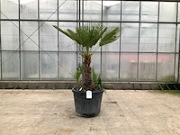 Palmboom meerstammig (chamaerops humilis) - afbeelding 1 van  1