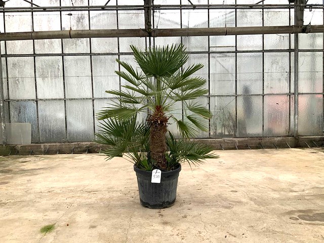 Palmboom meerstammig (chamaerops humilis) - afbeelding 1 van  1