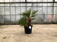 Palmboom meerstammig (chamaerops humilis) - afbeelding 1 van  1