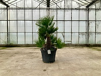 Palmboom meerstammig (chamaerops humilis) - afbeelding 1 van  1